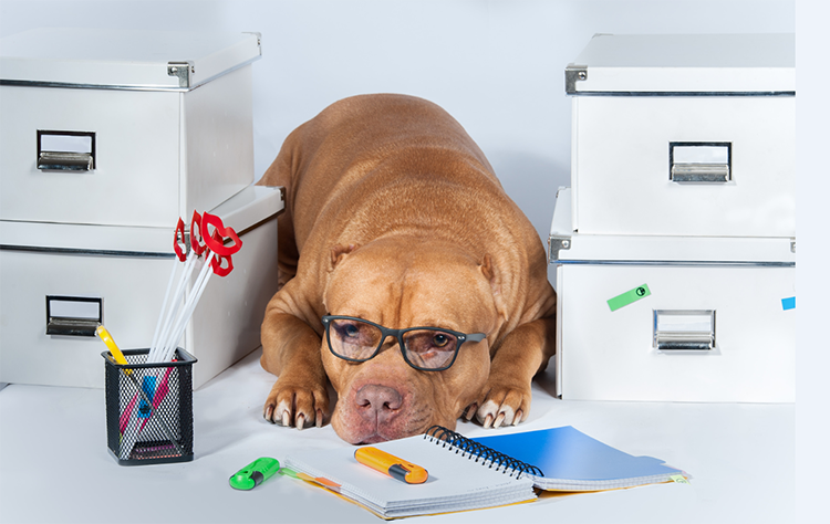 Giornata Mondiale del Cane in Ufficio: 5 consigli per far stare Fido comodo e sereno