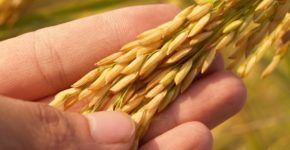 alimentazione