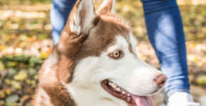 lavorare come addestratore