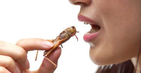 insetti cibi di lusso