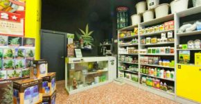 growshop - vendita di cannabis