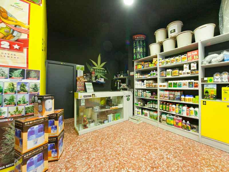 growshop - vendita di cannabis