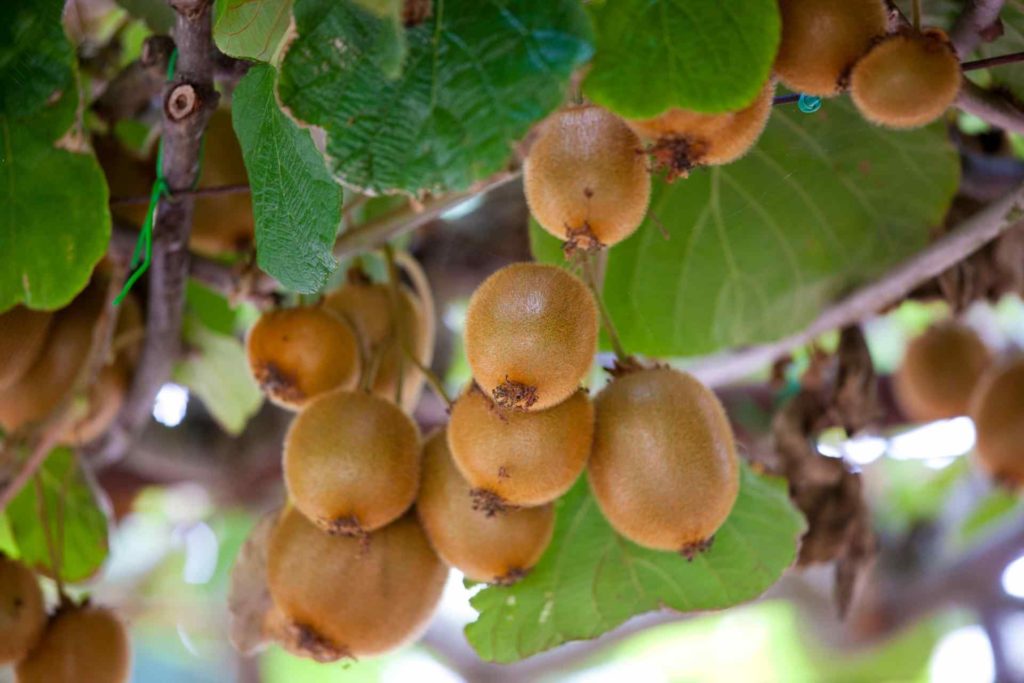 raccogliere i kiwi