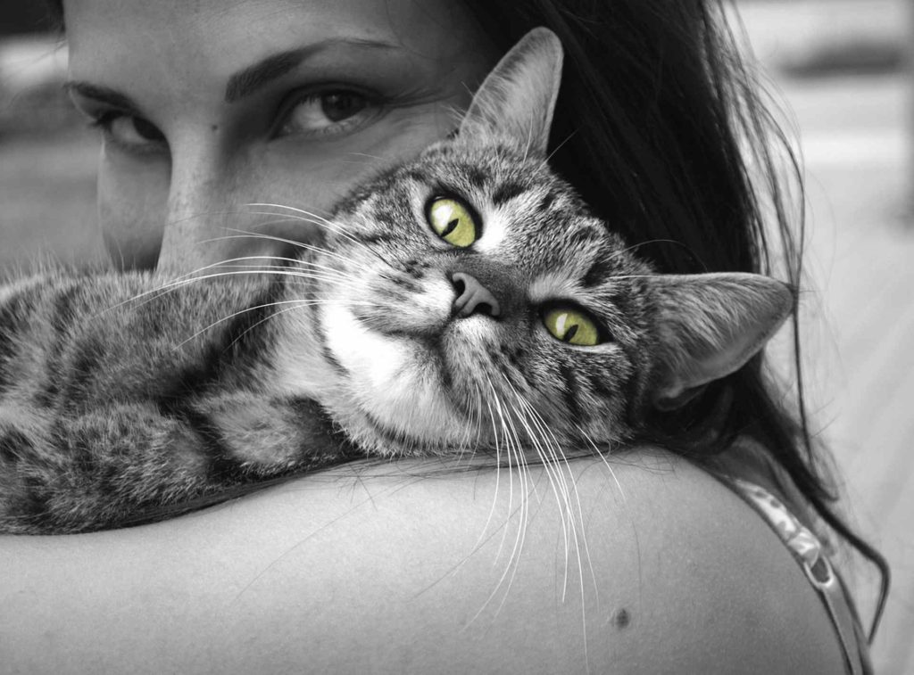 Cercasi accarezzatore di gatti per 6 mesi su un'isola greca
