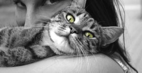 Cercasi accarezzatore di gatti per 6 mesi su un'isola greca