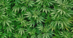 canapa coltivazione in lombardia