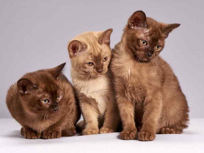 Cercasi accarezzatore di gatti per 6 mesi su un'isola greca