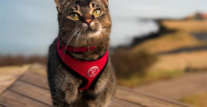 La nuova star del web? Il gatto assunto in hotel