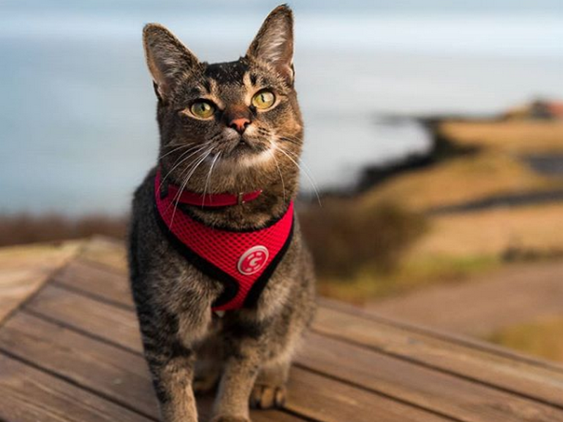 La nuova star del web? Il gatto assunto in hotel