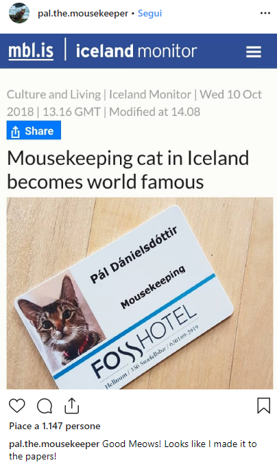 La nuova star del web? Il gatto assunto in hotel