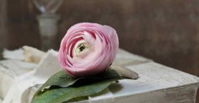 Amanti della lettura, il 23 aprile la giornata mondiale del libro e del diritto d'autore