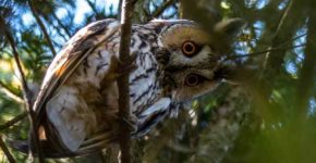 Acerra, il giardino condominiale diventa un dormitorio di gufi-programmato