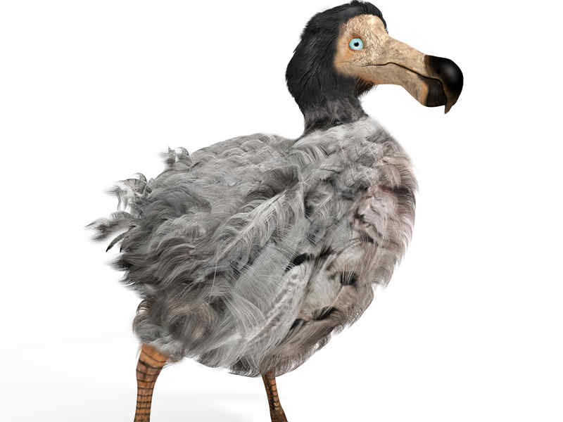 Animali Estinti, quali non vedremo mai più?