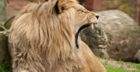 Animali Estinti, quali non vedremo mai più?