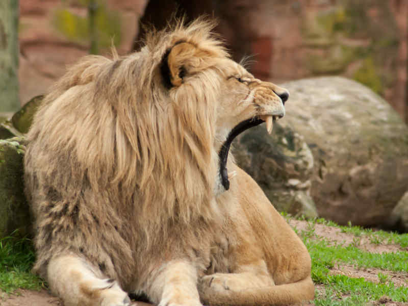 Animali Estinti, quali non vedremo mai più?