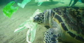 Allarme Oceani, le creature marine ingeriscono plastica