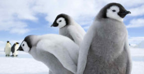 Spettacoli della natura, gli iceberg Verdi smeraldo