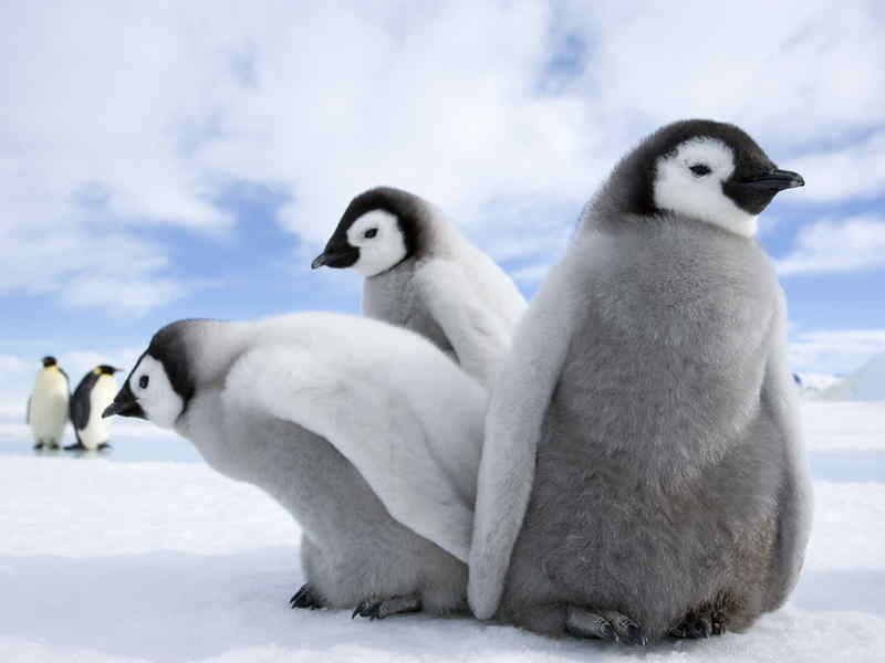 Spettacoli della natura, gli iceberg Verdi smeraldo