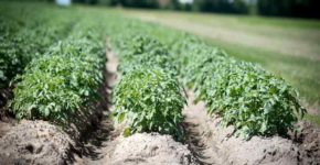 Allarme Patate, rischio intossicazioni