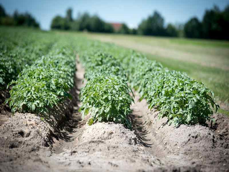 Allarme Patate, rischio intossicazioni