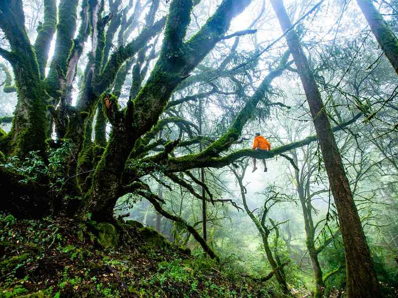 Forest Therapy, alla scoperta di questa pratica Giapponese