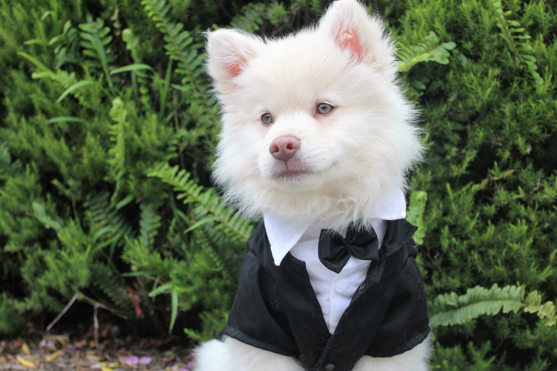 Wedding dog sitter, scopri questa nuova professione